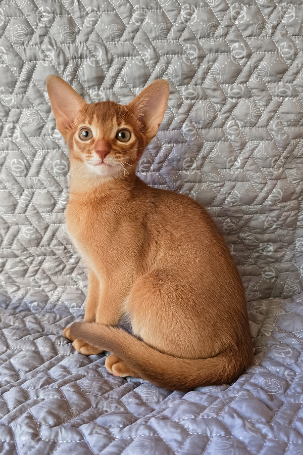 Gymmie | Abyssinian Kitten