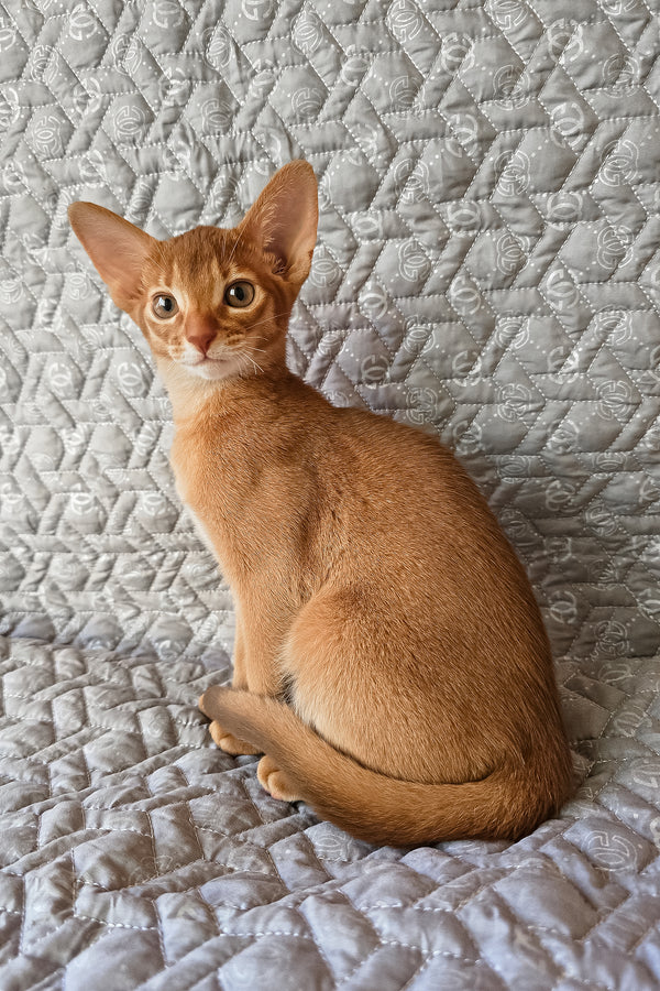 Gymmie | Abyssinian Kitten