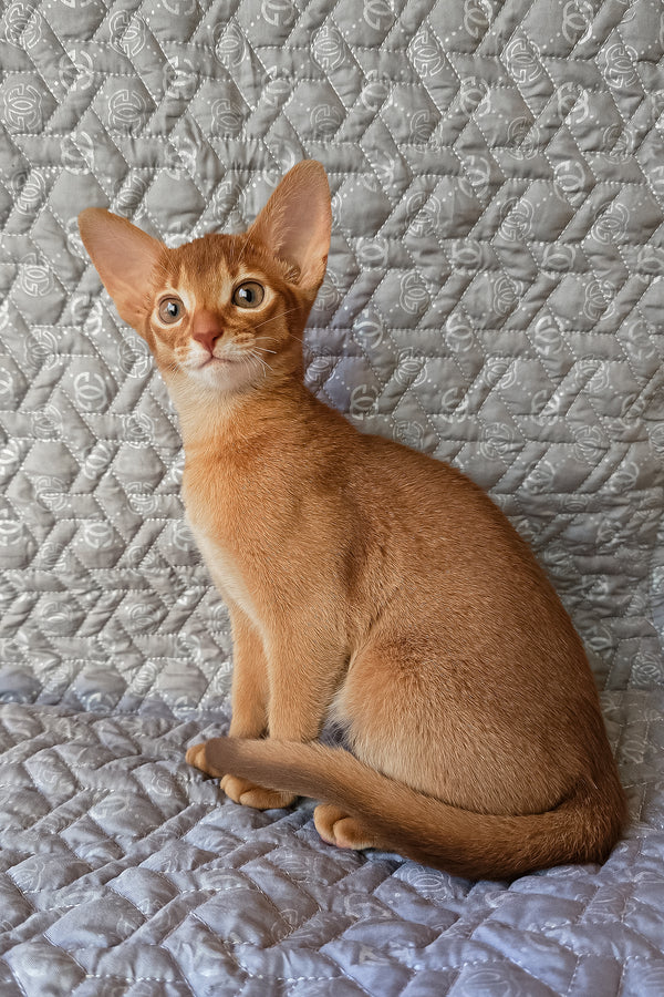 Gymmie | Abyssinian Kitten