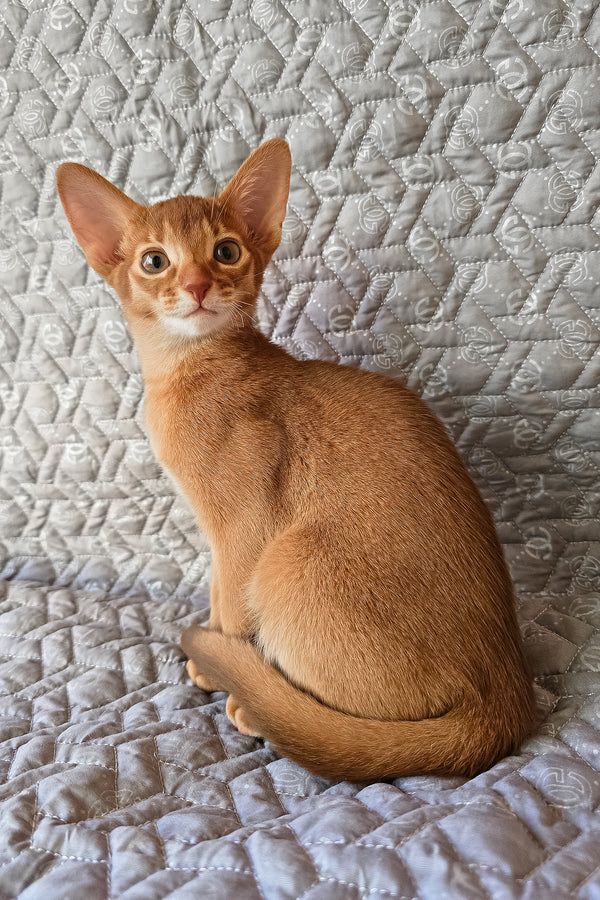 Gymmie | Abyssinian Kitten