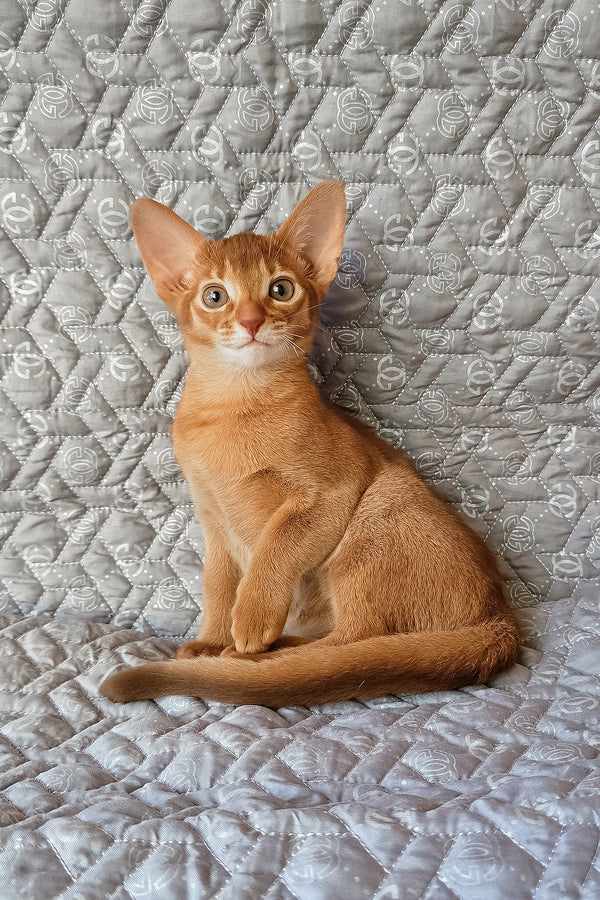 Gymmie | Abyssinian Kitten