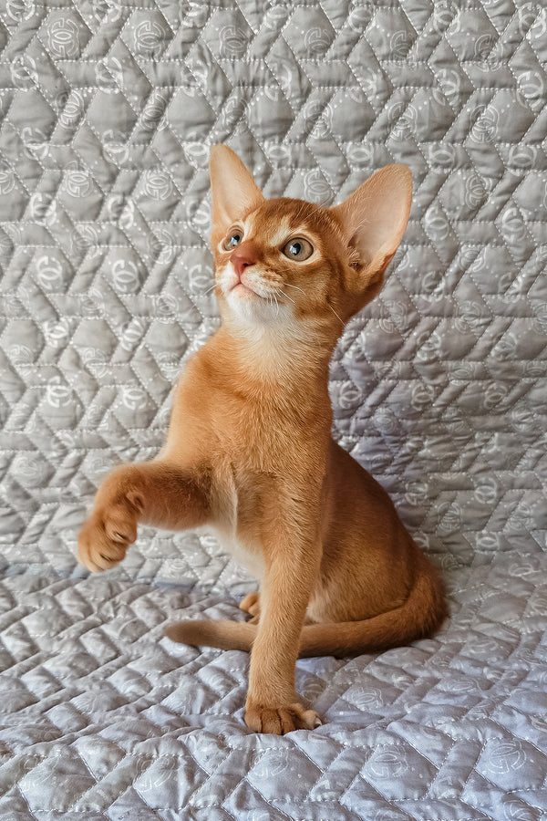 Gymmie | Abyssinian Kitten
