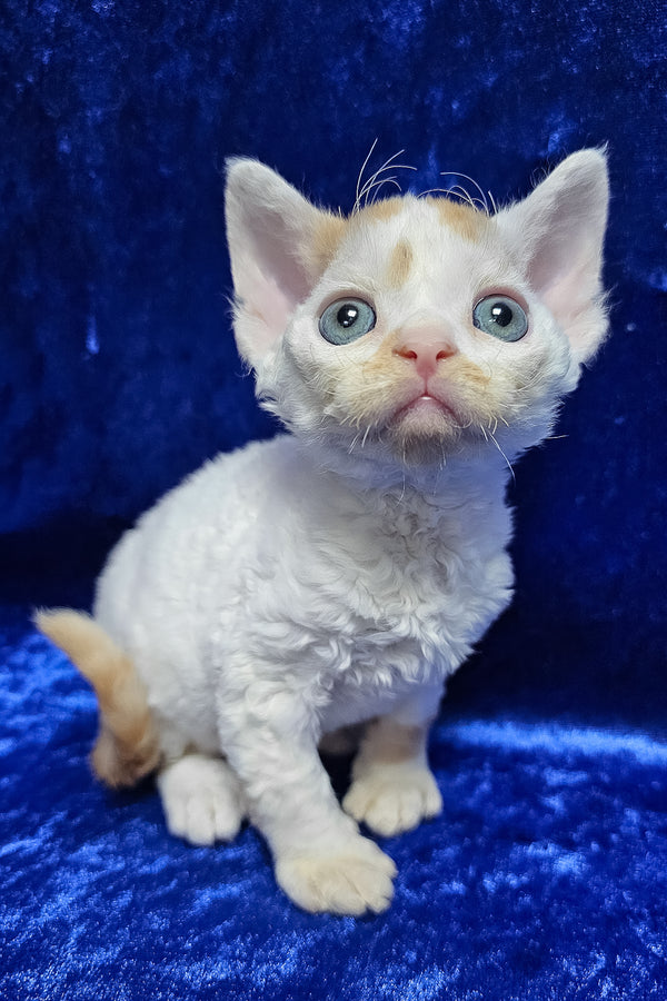 Gabriel | Devon Rex Kitten