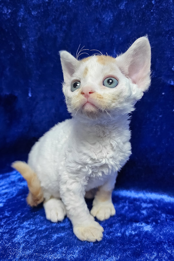 Gabriel | Devon Rex Kitten