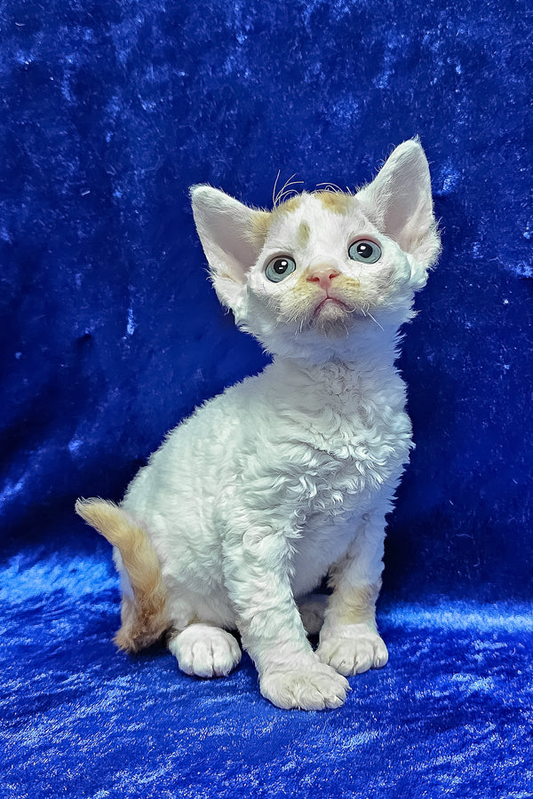 Gabriel | Devon Rex Kitten