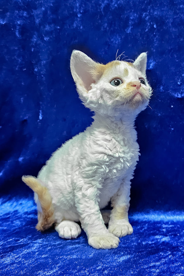 Gabriel | Devon Rex Kitten