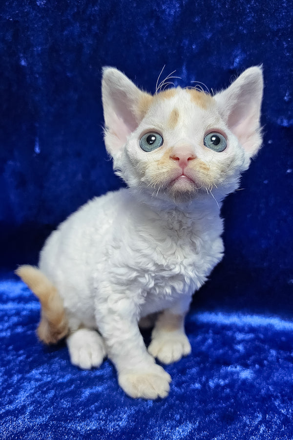 Gabriel | Devon Rex Kitten