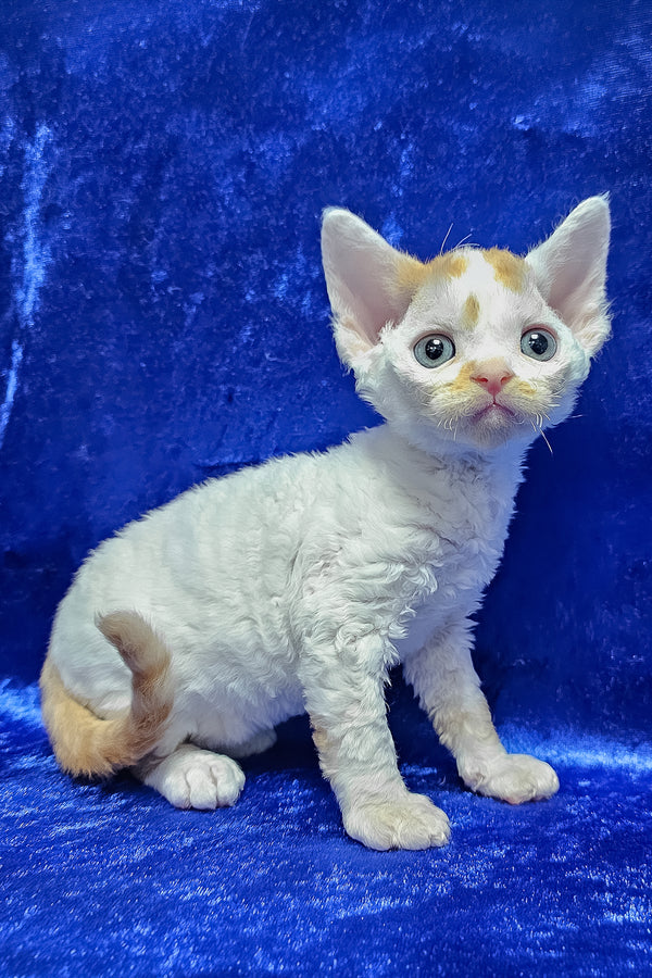 Gabriel | Devon Rex Kitten