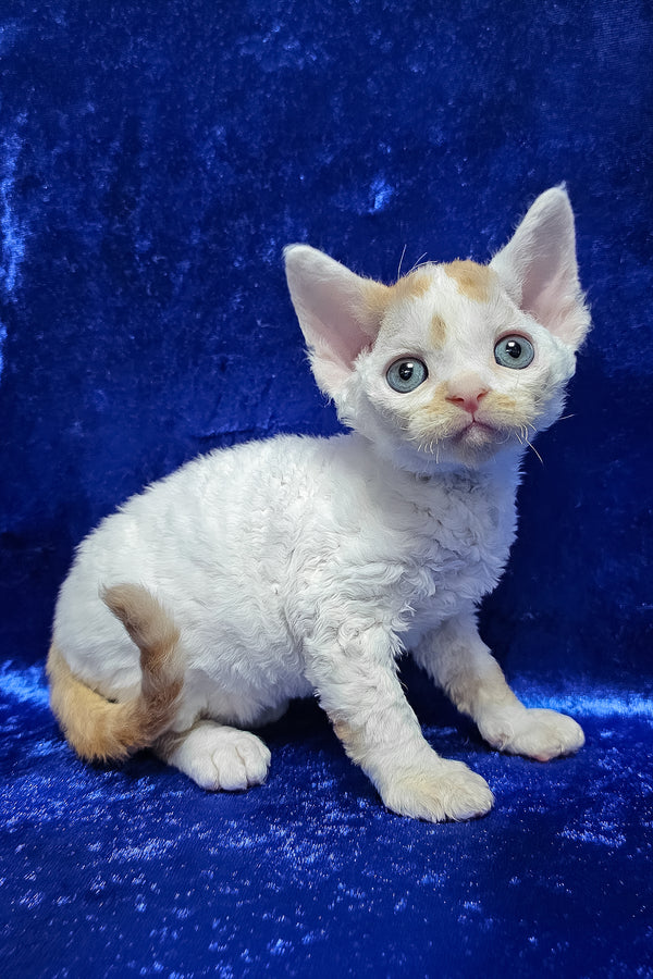 Gabriel | Devon Rex Kitten