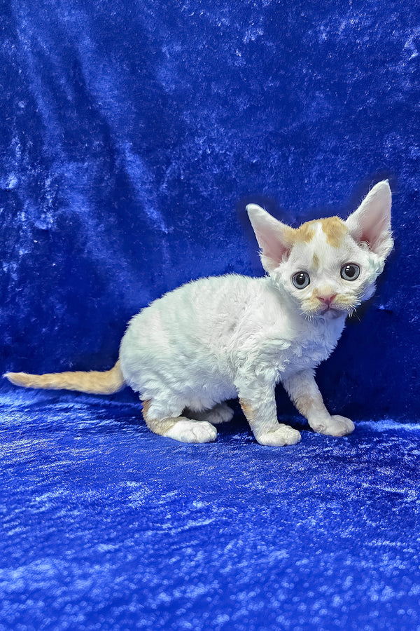 Gabriel | Devon Rex Kitten