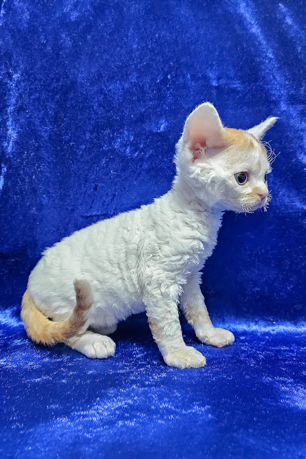 Gabriel | Devon Rex Kitten