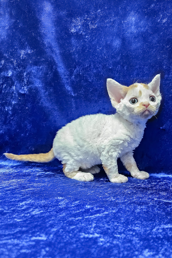 Gabriel | Devon Rex Kitten