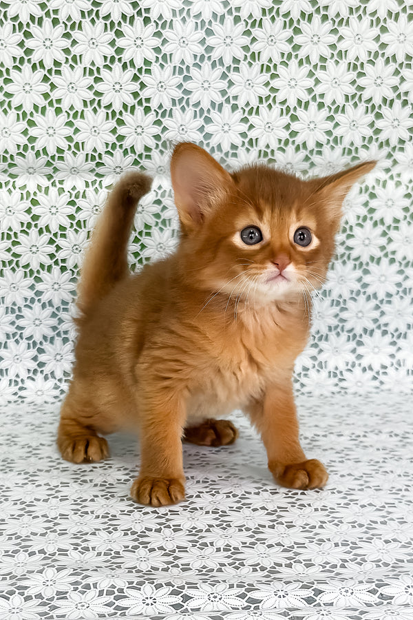 Gabriel | Somali Kitten