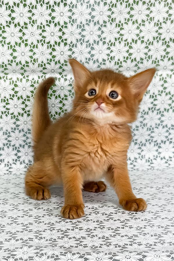 Gabriel | Somali Kitten