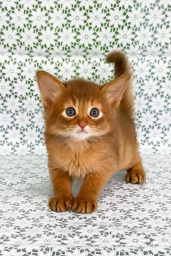 Gabriel | Somali Kitten
