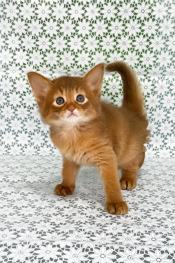Gabriel | Somali Kitten