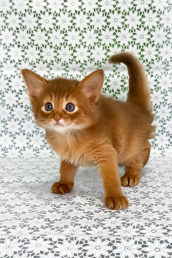 Gabriel | Somali Kitten