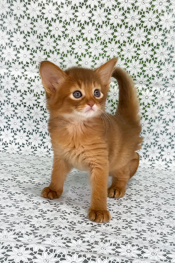 Gabriel | Somali Kitten
