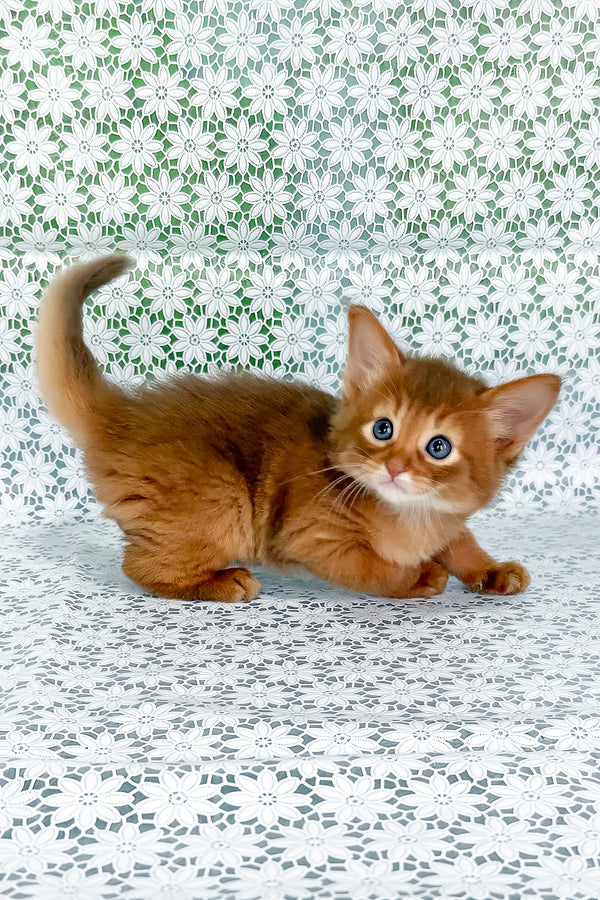 Gabriel | Somali Kitten