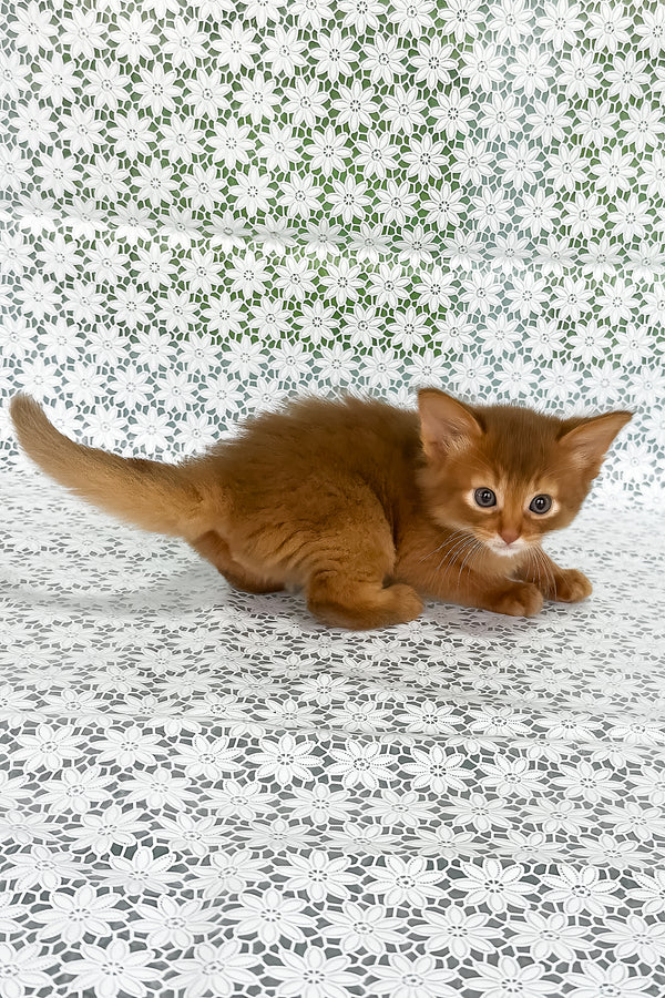 Gabriel | Somali Kitten