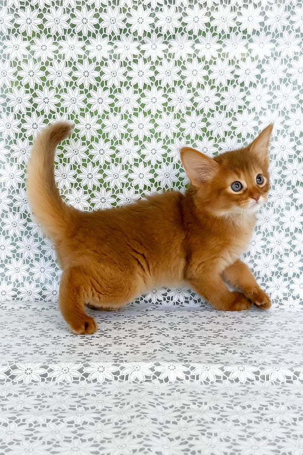 A fluffy ginger somali kitten named Gabriel with blue eyes and bushy tail stands alert lace background with health guarantee