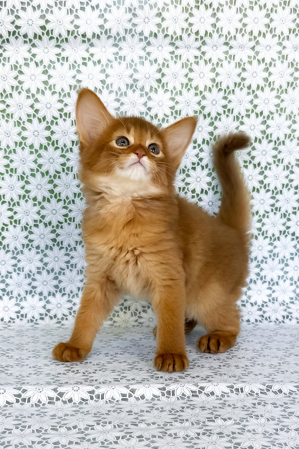 Gabriel somali kitten with fluffy ginger fur and bright green eyes, available with breeding rights and comprehensive health guarantee