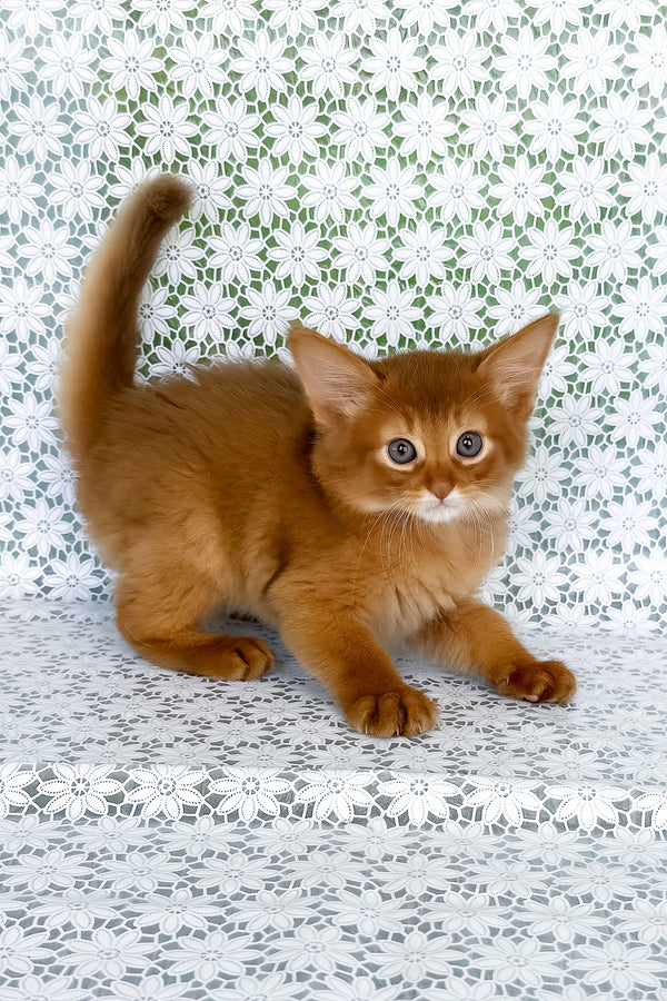 A fluffy ginger somali kitten with striking blue eyes and white muzzle on lace with breeding rights and health guarantee