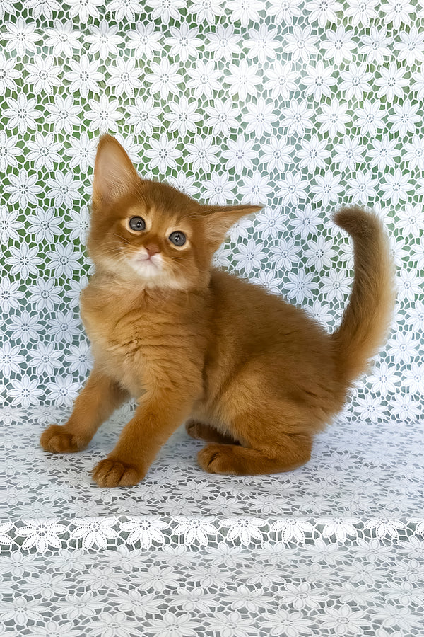 A fluffy golden-orange somali kitten with striking blue eyes sits on a white lace surface with breeding rights and comprehensive health guarantee