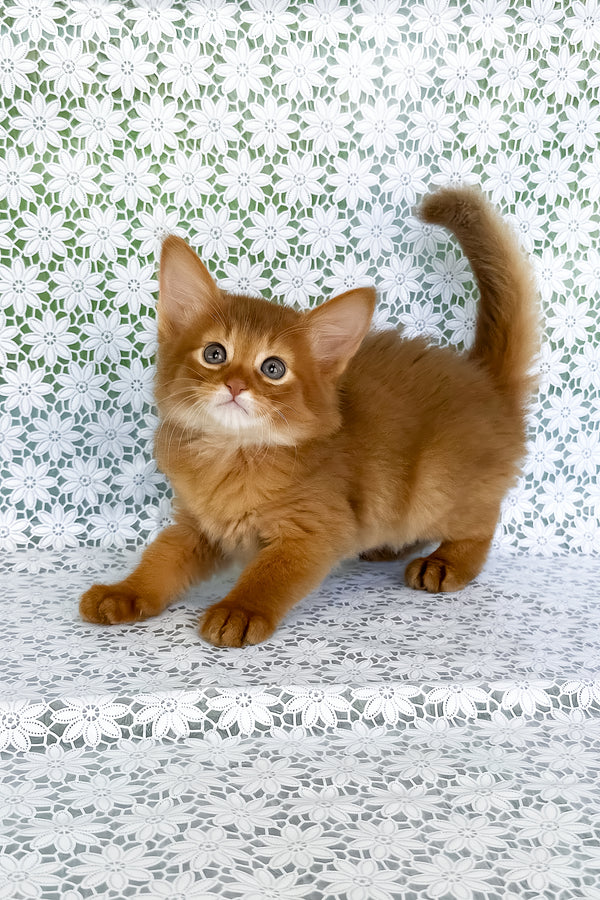 A fluffy ginger somali kitten with blue eyes and a white muzzle standing on hind legs with comprehensive health guarantee