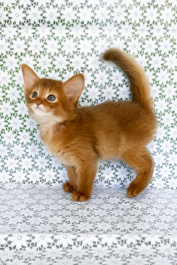 A fluffy golden-orange somali kitten with striking blue eyes stands alert offering breeding rights and a comprehensive health guarantee