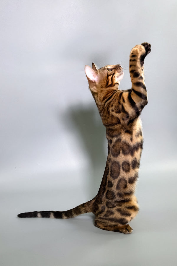 Gabriella | Bengal Kitten
