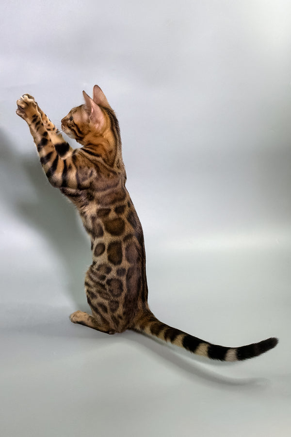 Gabriella | Bengal Kitten