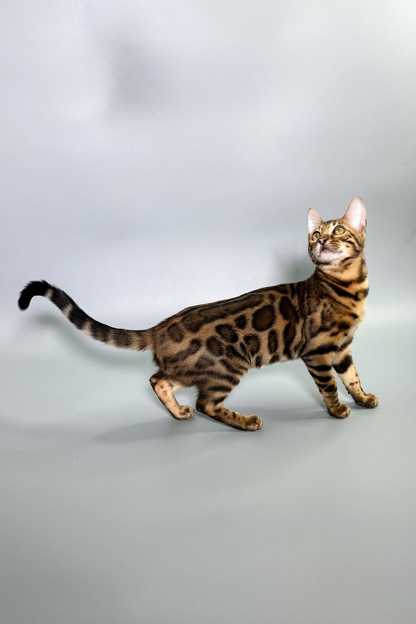 Gabriella | Bengal Kitten