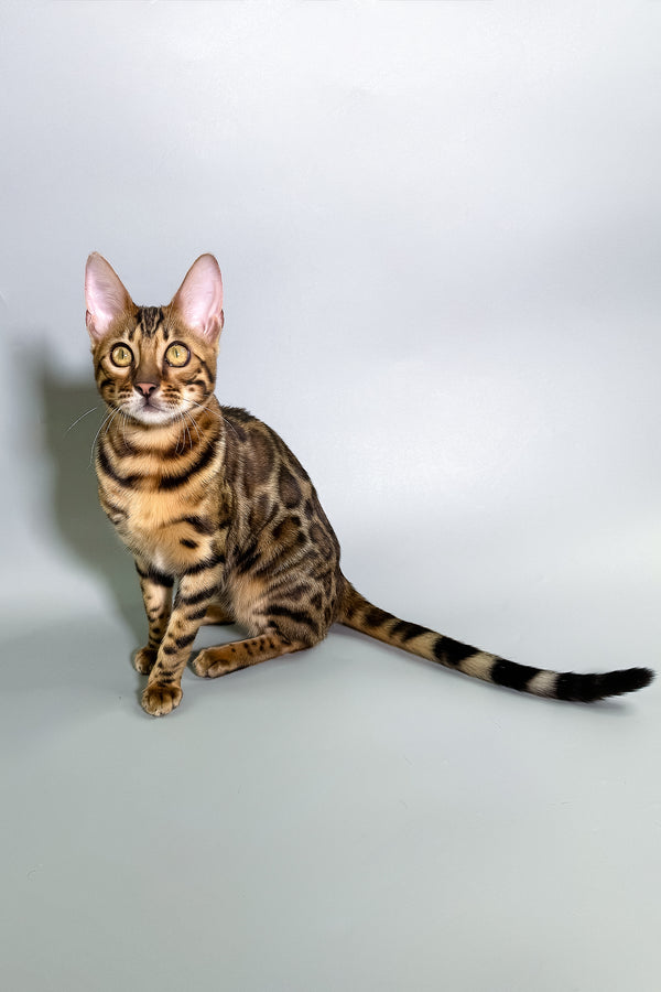 Gabriella | Bengal Kitten