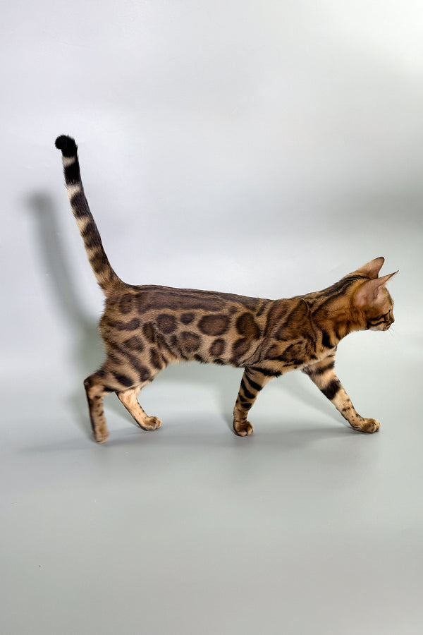 Gabriella | Bengal Kitten