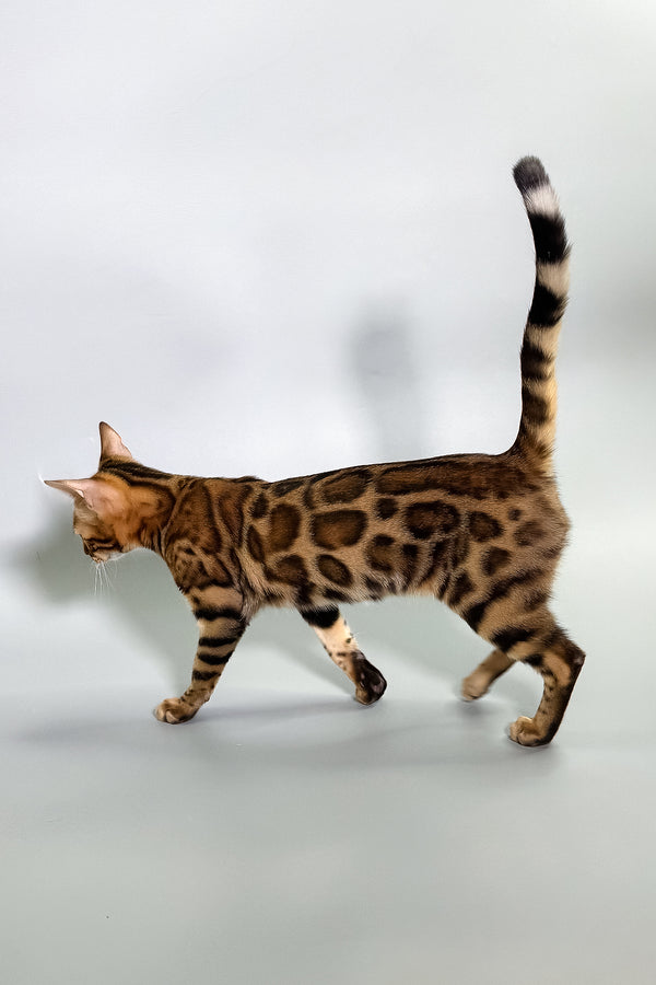Gabriella | Bengal Kitten