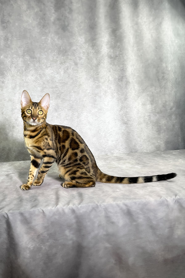 Gabriella bengal kitten with golden eyes and spotted tabby coat sitting poised on gray surface purebred kitties