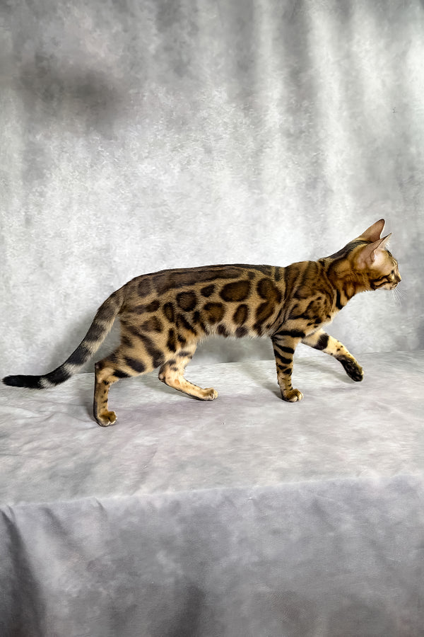 Gabriella bengal kitten with sleek tan and brown spotted tabby coat walks on textured gray surface purebred kitties