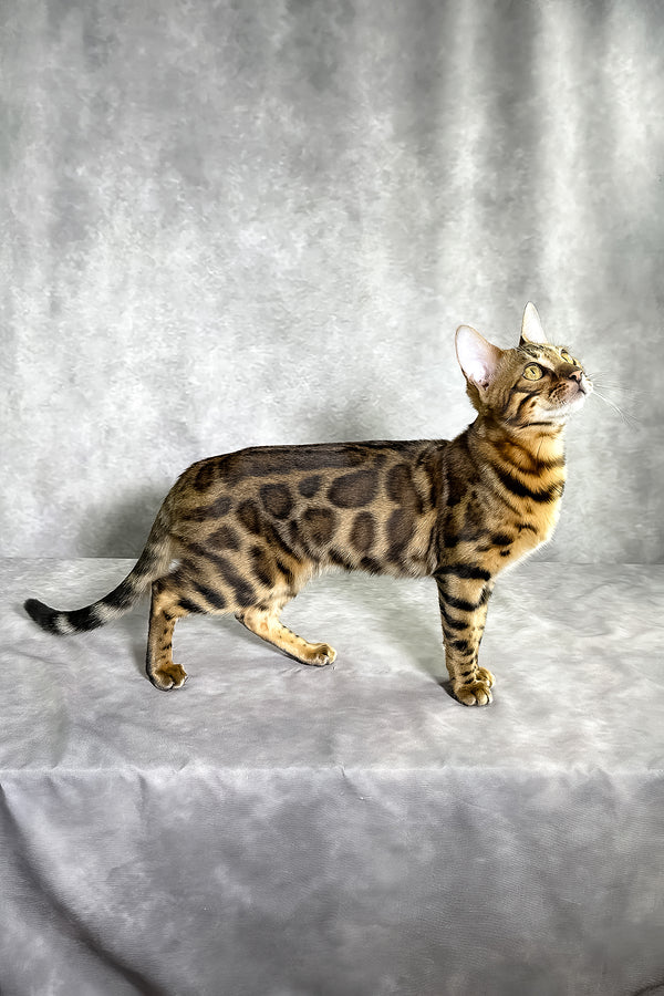 Gabriella bengal kitten with a sleek golden-brown spotted tabby coat standing alert on a gray surface
