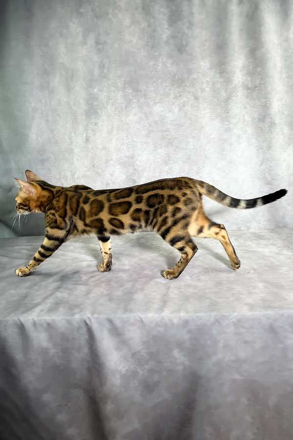 Gabriella bengal kitten with a golden-brown spotted tabby coat standing on a gray textured surface purebred kitties