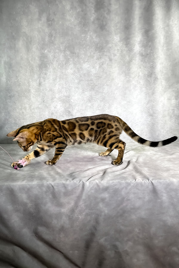 A bengal kitten named Gabriella with a golden-brown spotted tabby coat playfully interacts with a dangling toy