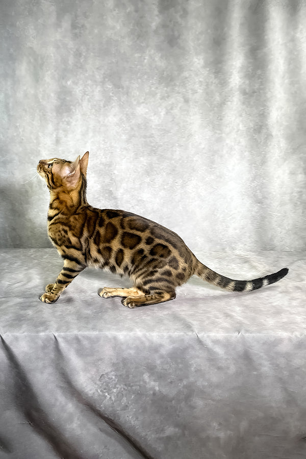 A sleek bengal kitten with a golden-brown spotted tabby coat sitting poised on a gray fabric surface