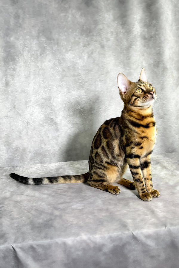 Gabriella bengal kitten with striking golden eyes and a spotted tabby coat sits against a soft gray backdrop
