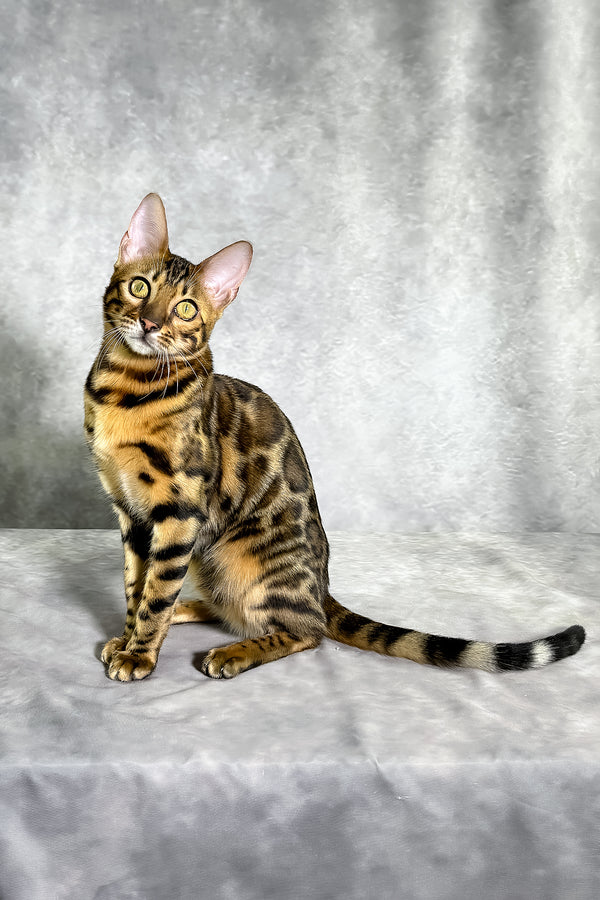 Gabriella bengal kitten with a spotted tabby coat of brown black and tan sits poised on a soft gray surface