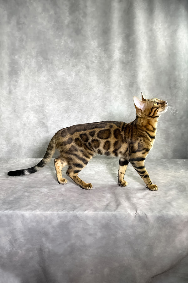 Gabriella bengal kitten with sleek golden-brown spotted tabby coat stands alert on gray surface purebred kitties