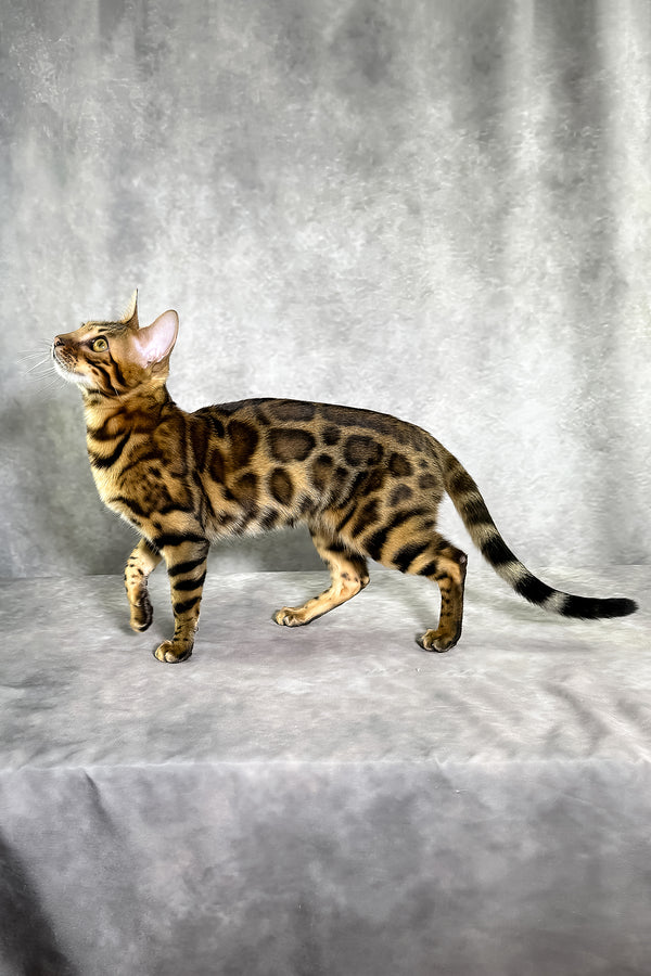 Gabriella bengal kitten with spotted tabby coat and golden brown purebred kitties standing alert on gray surface