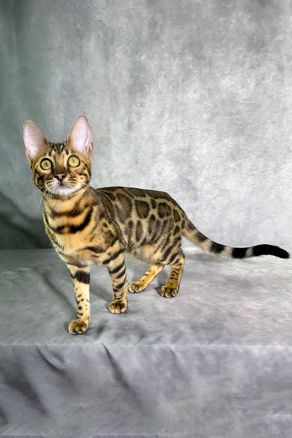 Gabriella bengal kitten with golden-brown spotted tabby coat standing alert on gray surface purebred kitties