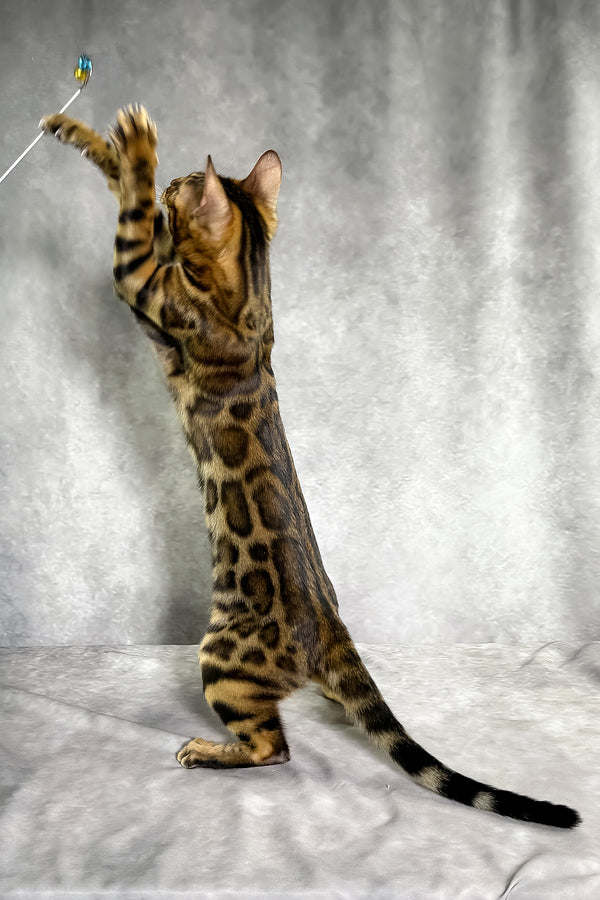 Gabriella bengal kitten with golden brown spotted tabby coat reaching for a toy perfect for purebred kitties playtime
