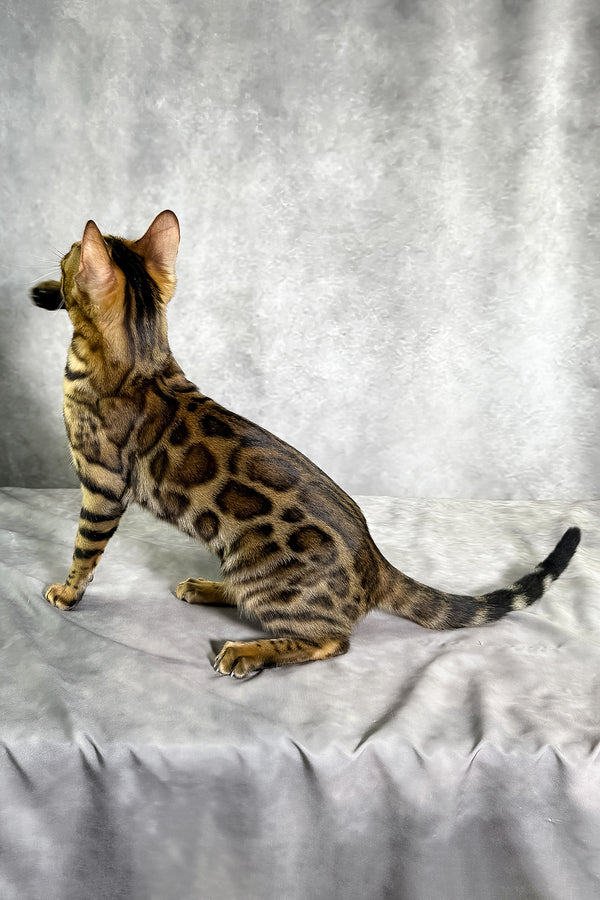 Gabriella bengal kitten with a golden-brown spotted tabby coat sitting poised on a soft gray surface