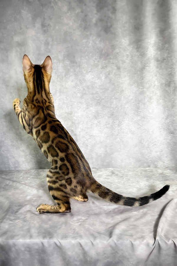 Gabriella bengal kitten with sleek golden-brown spotted tabby coat stands alert on hind legs against gray backdrop